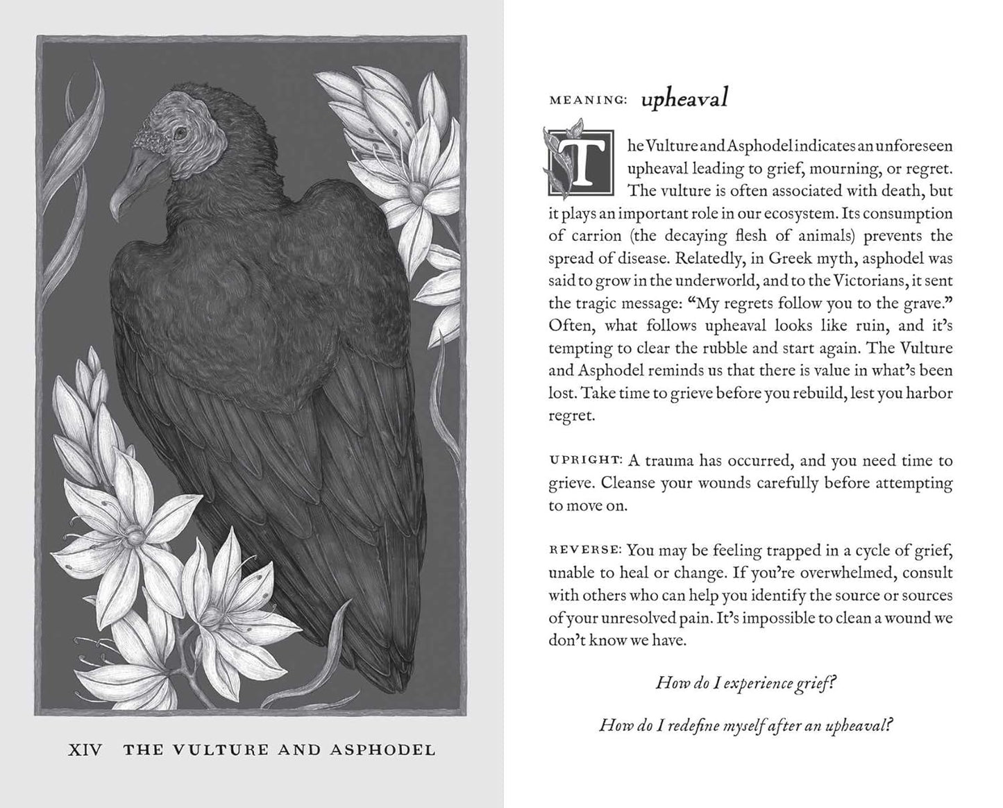 Woodland Wardens: 52-Card Oracle Deck & Guidebook Andrews McMeel Publishing